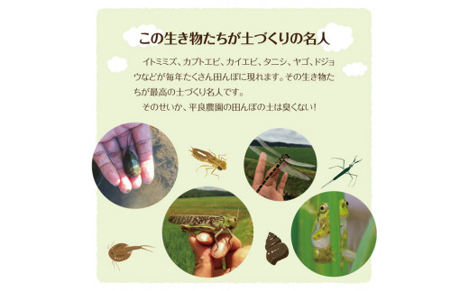 3月中旬配送／≪新米≫ 最優秀金賞農家 つや姫 10kg 5kg×2袋  特別栽培米 令和8年産 白米 精米 金賞 受賞 米 お米 こめ コメ 米コンテスト ご飯 おにぎり 弁当 農家直送 おいしい 