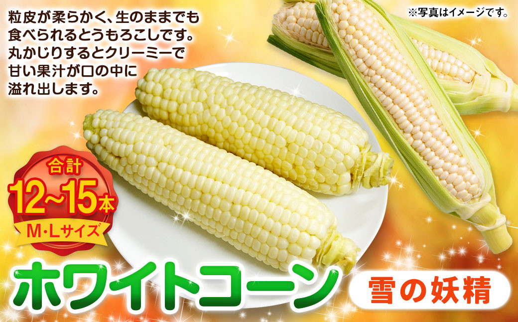 
            ホワイトコーン （雪の妖精） M・Lサイズ 12～15本入り | 野菜 とうもろこし コーン ホワイト 白 雪の妖精 先行予約 北海道 浦臼町 【2025年8月上旬～2025年8月下旬迄発送予定】
          