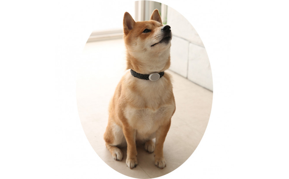 【Size29cm】ザオラル・リカバリーαバンド BK/SI｜横浜市 高機能バンド ペット用アクセサリー