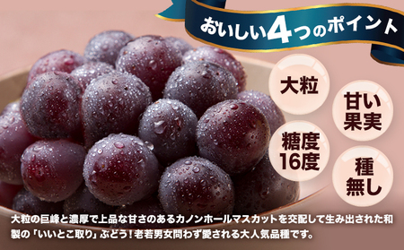 【先行予約】岡山県産 ご家庭用 ニューピオーネ詰合せ 計2kg 株式会社はちや《8月下旬-9月下旬頃出荷》送料無料【配送不可地域あり】