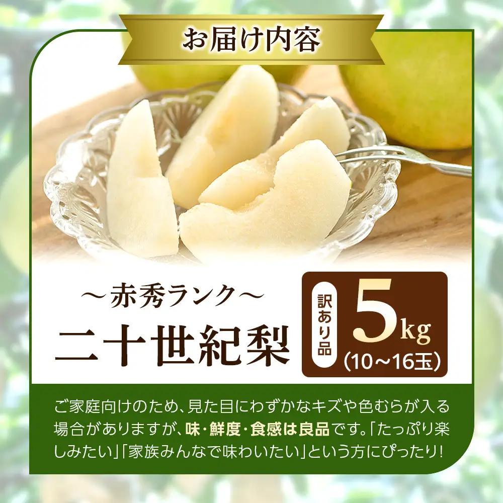【先行予約】訳あり 二十世紀梨 5kg 梨