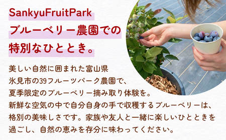 ブルーベリー摘み取り体験 小4パック（500～600グラム程度）