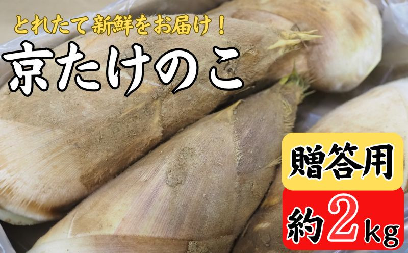 
期間限定 京たけのこ 約2kg 2～6本 ( 贈答用向き ) 筍 掘りたて たけのこ 竹の子 京都 国産 新鮮 野菜 ごはん ご飯 家庭用 京野菜 旬 産地直送 お取り寄せ 煮物 贈答用
