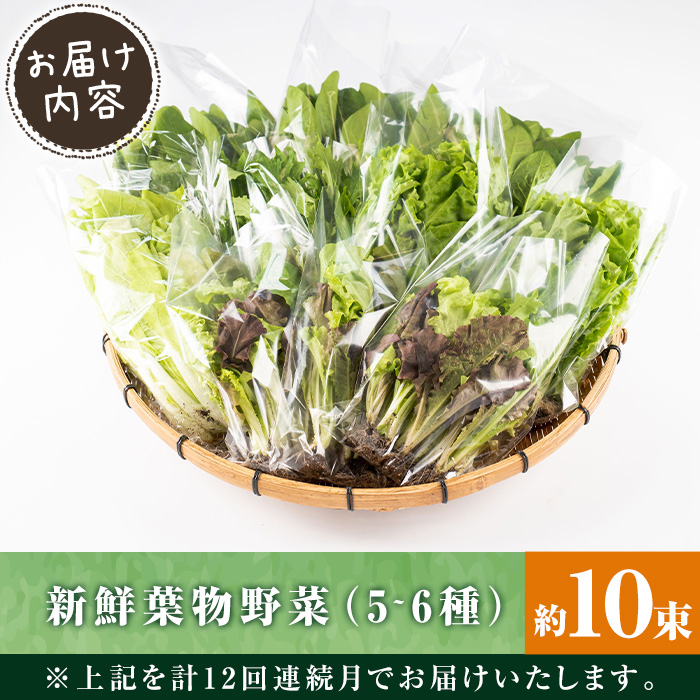 i850 ＜定期便・計12回(連続月)＞ひかりのお野菜(約10束・5〜6種)【ひかりの郷】
