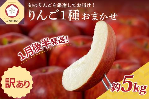 【2026年1月後半発送】 【訳あり】 りんご 青森産 約5kg 品種おまかせ1種