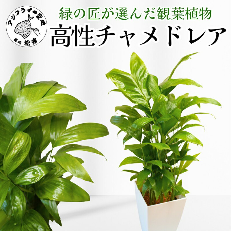 【ふるさと納税】緑の匠が選んだ観葉植物 素敵な空間づくりに 高性チャメドレア【150-0008】 チャメドレア 観葉植物 インテリア 植物 新築祝い 贈り物 開店祝い 引っ越し祝い 送料無料