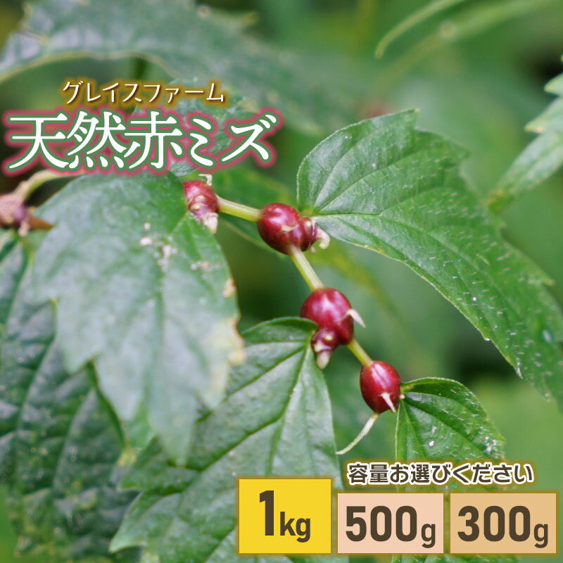 【ふるさと納税】【令和8年産先行予約】山菜　天然赤ミズの実　容量お選びください［300g・500g・1kg］　山形県鶴岡産　グレイスファーム
