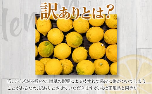訳あり 先行予約 マイヤーレモン 計10kg以上 フルーツ 果物 柑橘 レモン 檸檬 オレンジ おすすめ おすそ分け お土産 プレゼント お取り寄せ グルメ 国産 食品 デザート スイーツ ブランド 