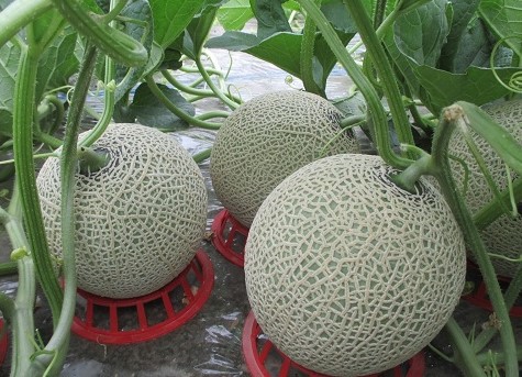 【先行受付】令和7年産 赤肉メロン2玉
