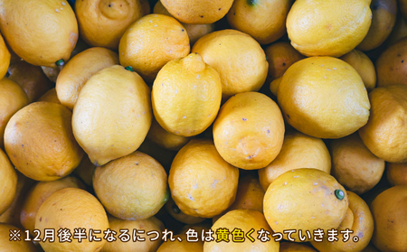 レモン 5kg コルレオファーム 国産 防腐剤 ・ ワックス 不使用 国産レモン 先行予約 青レモン れもん remon 檸檬 レモン果汁 酸味 果物 くだもの ビタミン サワー ジュース チューハイ