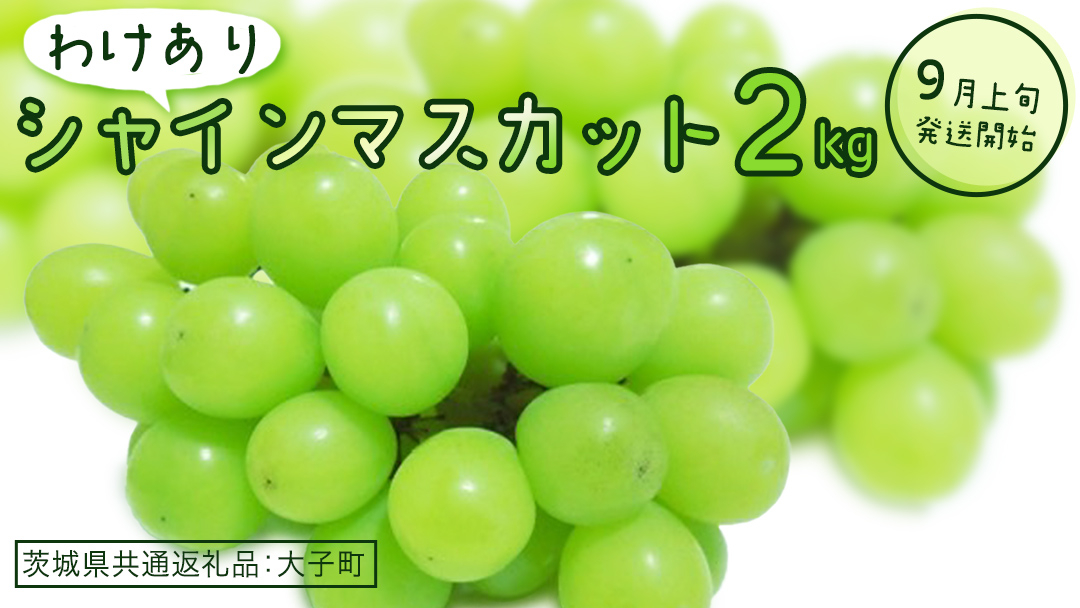 【 訳あり 】 シャインマスカット 2kg 【2026年9月上旬発送開始】(茨城県共通返礼品：大子町) ぶどう 葡萄 マスカット フルーツ 果物 ワケあり ご自宅用 ご家庭用 自分用
