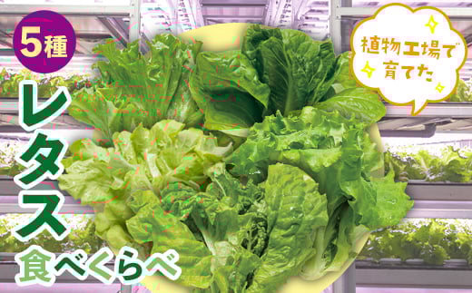 植物工場で育てた5種のレタス食べくらべセット 10パック  野菜 セット 詰め合わせ 詰合せ 食品 F23R-784