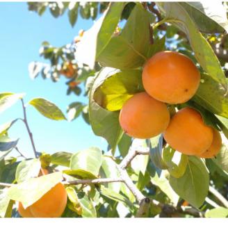 【南信州高森産】市田柿発祥の里 高森町の「市田柿」(L～2Lサイズ) 400g×2袋 12月上旬より発送開始 長野県 信州 柿 干し柿 ドライフルーツ お茶請け 高級 和菓子 スイーツ 自然食品 ご家