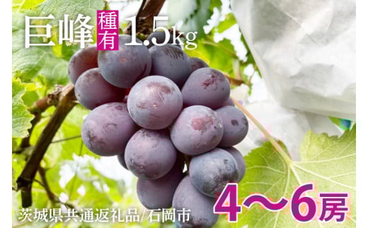 【先行予約】【2025年8月以降発送】巨峰 約1.5kg（ 種あり ）【茨城県共通返礼品/石岡市】【数量限定 茨城県 巨峰 ブドウ ぶどう フルーツ 果物 くだもの 濃厚 種あり】（IU-7）