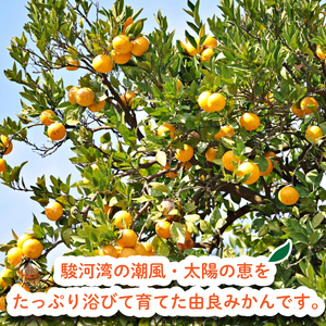 由良みかん 約2kg みかん 蜜柑