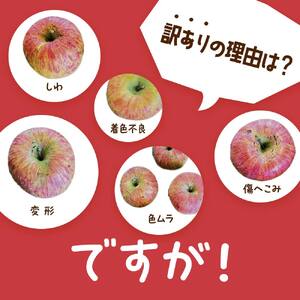 【令和7年産先行予約】 〈訳あり品 家庭用〉 りんご 「サンふじ」 約10kg バラ詰め 《令和7年12月上旬～令和8年2月下旬発送》 『カネタ高橋青果』 リンゴ 山形県 南陽市 [1959]