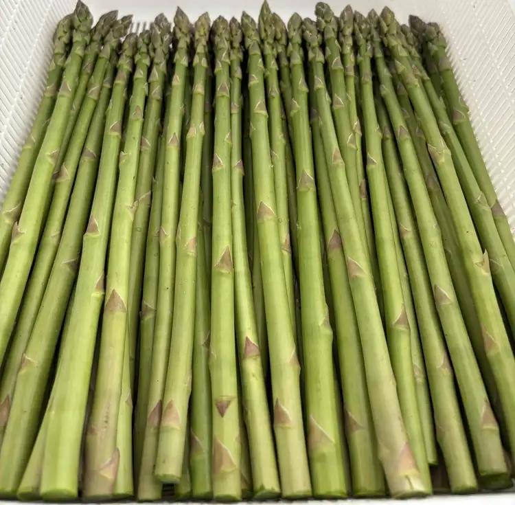 朝採り新鮮アスパラガス 500g【Mサイズ】 | 野菜 アスパラガス グリーンアスパラ 旬 とれたて 春野菜 春 朝採り 朝採れ とれたて 新鮮 みずみずしい サラダ 甘い お取り寄せ 産地直送 冷蔵