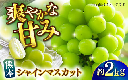 【先行予約】【数量限定】シャインマスカット 約2kg【日本フルーツ株式会社】[ZFJ010]