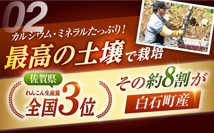 【R7年10月以降発送】 白石町産 泥付きれんこん （4kg） 【佐賀県農業協同組合】蓮根 [IAK015]