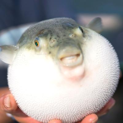 ふるさと納税 高浜町 【産地直送】若狭とらふぐ　てっさ(1尺32cm皿)・てっちり鍋用900g(3〜5人前) |  | 02