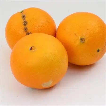 家庭用 ネーブルオレンジ10kg+250g(傷み補償分)【光センサー】【訳あり】【1646902】