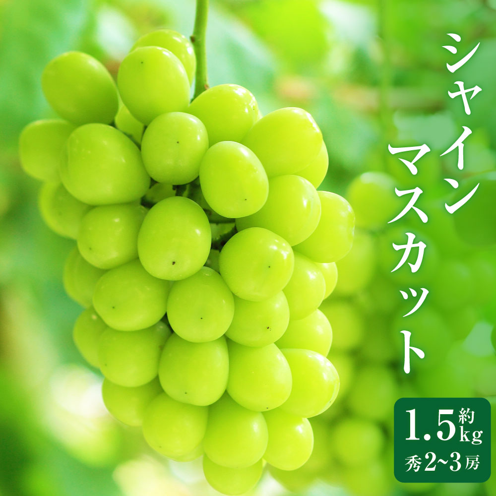 【ふるさと納税】シャインマスカット秀2～3房 （約1.5kg）【2025年9月下旬～10月上旬発送予定】 シャインマスカット マスカット ぶどう ブドウ 葡萄 フルーツ 果物 くだもの 果実 食べ物 スイーツ 山形県 山形 やまがた 白鷹町 白鷹 冷蔵 送料無料