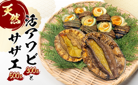 天然活アワビとサザエ （アワビ2～3個入り / サザエ4～5個入） 兵庫県 洲本市 淡路島