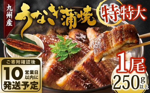 【10営業日発送】 九州産 うなぎ蒲焼 特特大 1尾 （250～266g） うなぎ蒲焼き うなぎ 鰻 ウナギ 蒲焼 蒲焼き 特大サイズ 冷凍 福岡県 北九州市