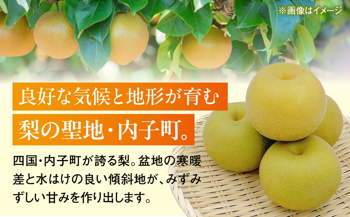 梨 なし ナシ 和梨 果物 フルーツ 国産 産地直送梨 ナシ なし 幸水 こうすい みずみずしい 甘い ジューシー 旬