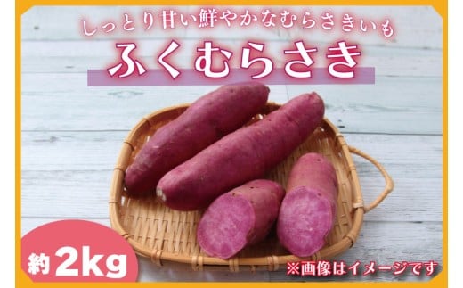 【2025年11月より順次発送】2025年度産 しっとり甘い鮮やかな紫いも ふくむらさき 約2kg｜さつまいも 芋 お芋 ふくむらさき 紫いも 渋谷農園 先行予約 茨城県 行方市(BZ-58)