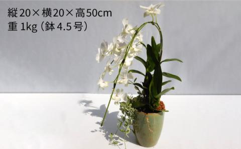 【お中元対象】【10セット限定】デンファレ（洋蘭）2本立ち 糸島市 / 和饗エコファーム [AVI005]