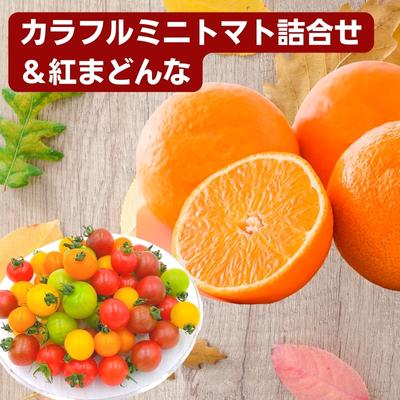 【ふるさと納税】「栗林農園」カラフルミニトマト詰合せと紅まどんなのセット 果物 トマトベリー ピーチチェリー イエローミミ サングリーン トスカーナバイオレット プリンセスオレンジ 　お届け：2025年11月下旬～2025年12月下旬