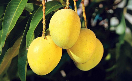 【2025年 先行予約】金蜜マンゴー&アーウィンマンゴー家庭用 食べ比べセット　1kg以上 家庭用 先行予約 沖縄 甘味 糖度 濃厚 おいしい お土産 アーウィン きんみつ 食べ比べ まんごー 自分用