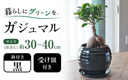 観葉植物ガジュマル 多幸の木 ボール形 (黒) 観葉植物 [ACYK035]