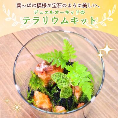 ふるさと納税 西予市 <ジュエルオーキッドのテラリウムキット>コケ 苔 シダ インテリア ガーデニング |  | 01