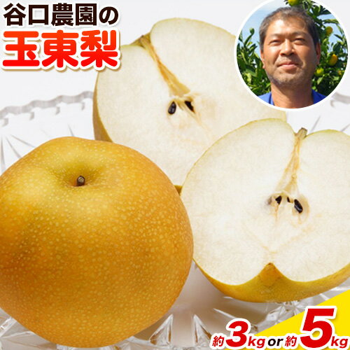 【ふるさと納税】『谷口農園』の玉東梨 期間限定 選べる たっぷり約5kg前後(約6-16玉前後) or 約3kg前後(約4-10玉前後) 【日付指定・品種指定不可】熊本県玉名郡玉東町 なし 果物 スイーツ フルーツ デザート スムージー《8月中旬-10月上旬頃出荷》
