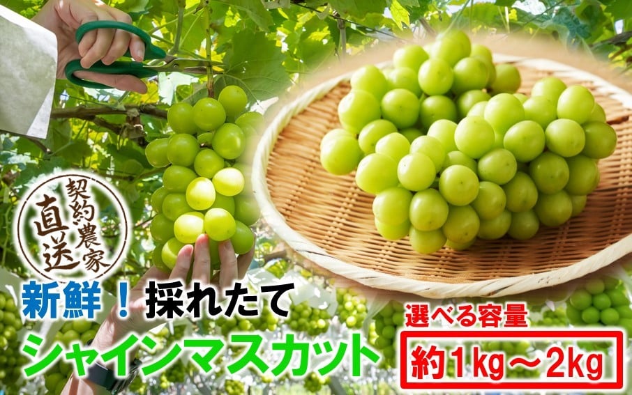 
            テレビで紹介されました！【先行予約】【令和8年発送】農家直送！ 新鮮！ 朝づみ シャインマスカット 1kg 1.5kg 2kg フルーツ 果物 贈答 大分県産 採れたて_2537R
          