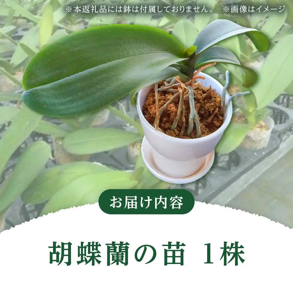 【家で育てる！】胡蝶蘭 苗1株 胡蝶蘭 洋蘭 苗 [BDAB001]