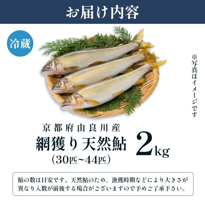 【2026年夏発送】 天然鮎 網獲り 約2kg（約30匹～44匹） 配送不可：北海道、東北、九州、沖縄、離島