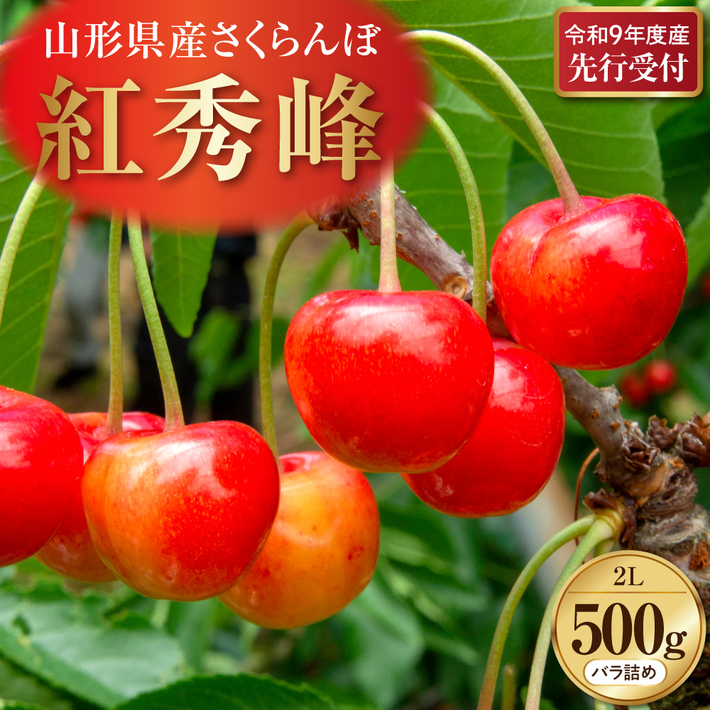【令和9年産】さくらんぼ「紅秀峰」 秀2L (500gバラ詰め×1パック) 山形県河北町産 【晴天畑】 ka073-016 紅秀峰 秀2L 500g