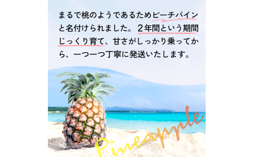 ＜先行予約＞石垣島産・大玉ピーチパイン 6玉 約6.0kg ＜2026年5月以降発送＞【 沖縄県石垣市 石垣島 フルーツ 果物 パイン パインアップル パイナップル 産地直送 】SI-038 大玉 6