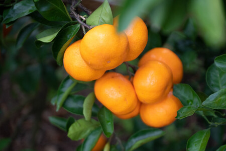 採れたて甘い手摘み有田みかん 10kg S～Lサイズ不揃い