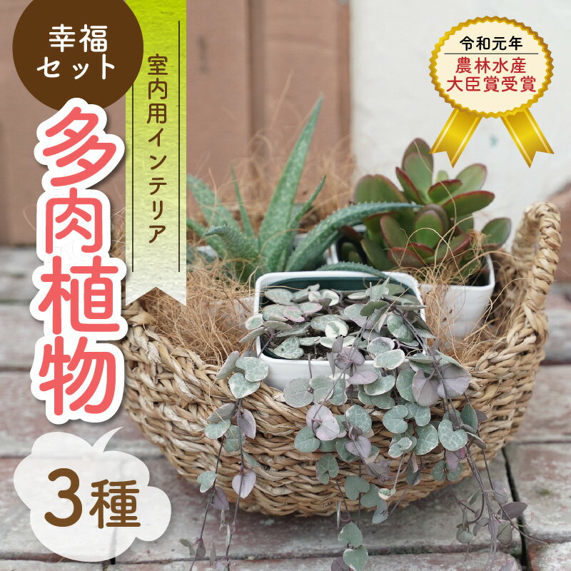 【ふるさと納税】【令和元年 農林水産大臣賞受賞】 多肉植物 3種 室内用 幸福セット アロエ 花月 ハートカズラ レディハート インテリア ギフト 癒し 乾燥 強い 水やり 2週間 1回 お手入れ 少ない 育てやすい 人気 風水 300種類 生育 愛知県 碧南市 送料無料