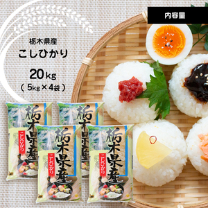 【定期便6回】栃木県産 こしひかり 20kg×6回 真岡市 栃木県 送料無料