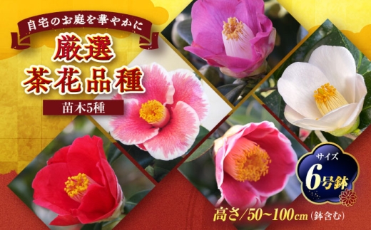 椿 厳選茶花品種 6号鉢 苗木 5種セット / 植物 椿 花 苗 鉢植え / 稲沢市 / 椿園株式会社 [BMBI011]