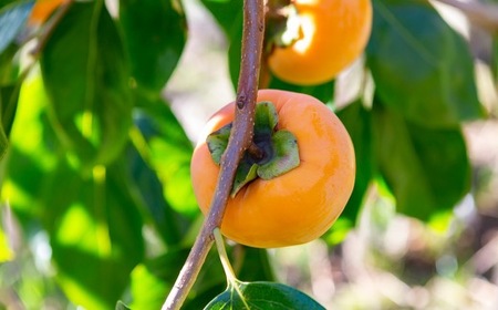 逸品富有柿 11玉から12玉 (約3kg) 【2025年11月下旬-2025年12月上旬発送予定】 柿 果物 フルーツ うきは市