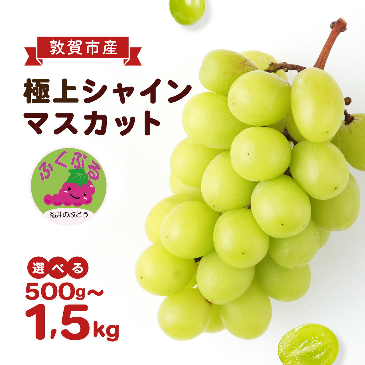 【ふるさと納税】【期間限定 / 数量限定】シャインマスカット 「ふくぷる」 500g〜1.5kg / 敦賀市産 生産者直送！ 福井の ブランドぶどう 【マスカット ぶどう ブドウ 葡萄 旬 フルーツ 果物 くだもの 果実 大粒 種なし 人気 訳あり お中元 ギフト 贈り物 贈答 新規 NEW】