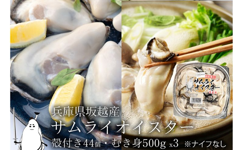 
牡蠣 生食 坂越かき むき身 500g×3、 殻付き 44個【ナイフなし】サムライオイスター かき 生牡蠣 兵庫県 赤穂市
