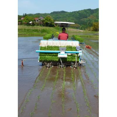 ふるさと納税 安来市 安来のお米　こりゃう米　白米7kg |  | 01