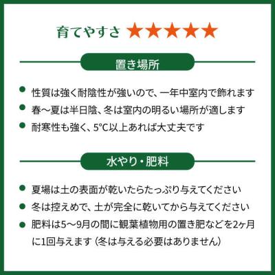 ふるさと納税 糸島市 発財樹『パキラ』moneytree糸島市/cocoha[AWB026] |  | 03